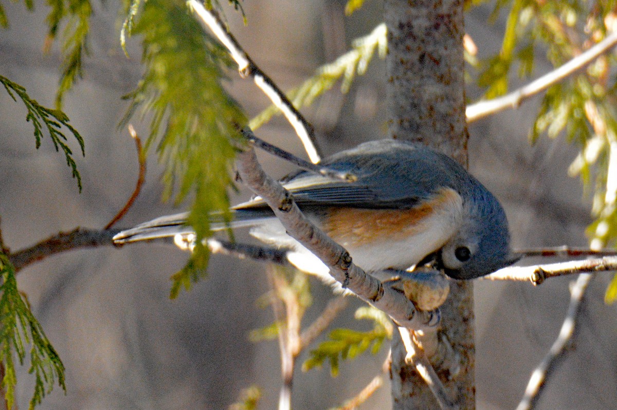 Американская гренадерка - ML646995454