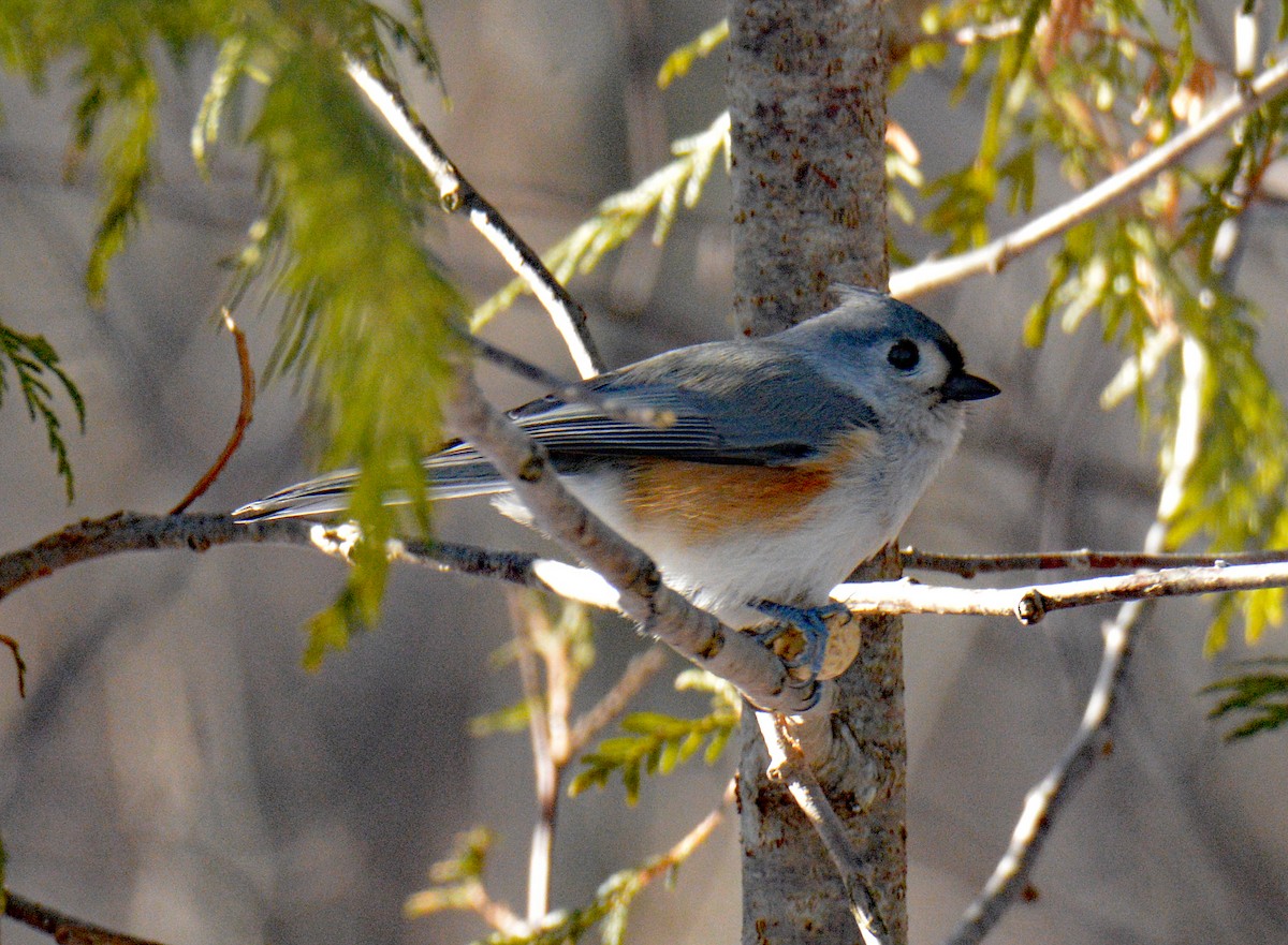 Американская гренадерка - ML646995455