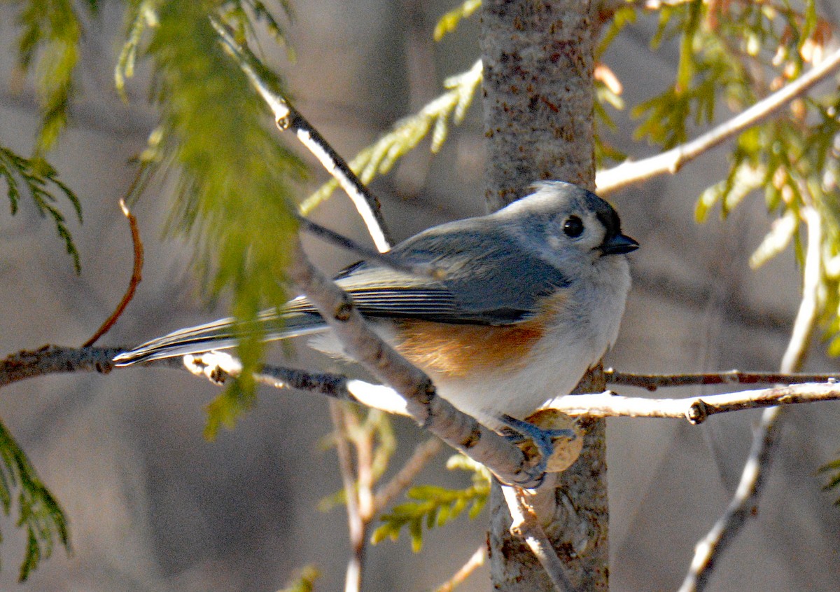 Американская гренадерка - ML646995456