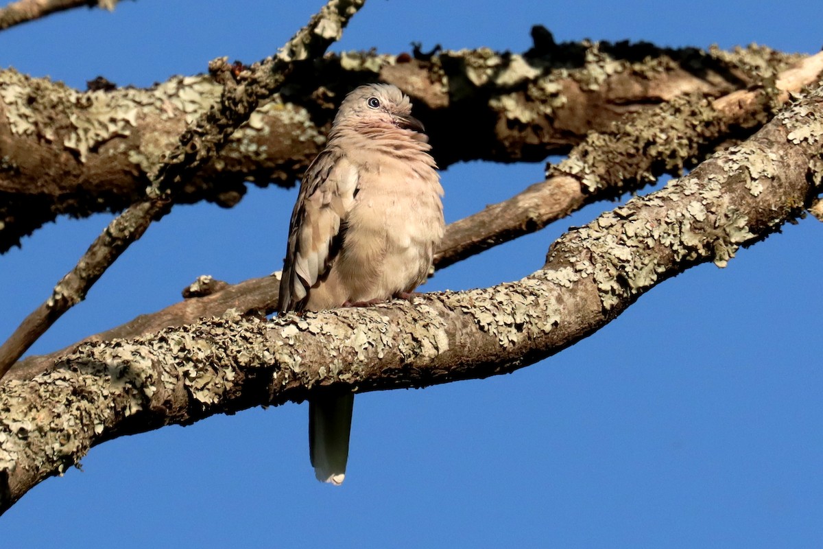 Picui Ground Dove - ML646995457