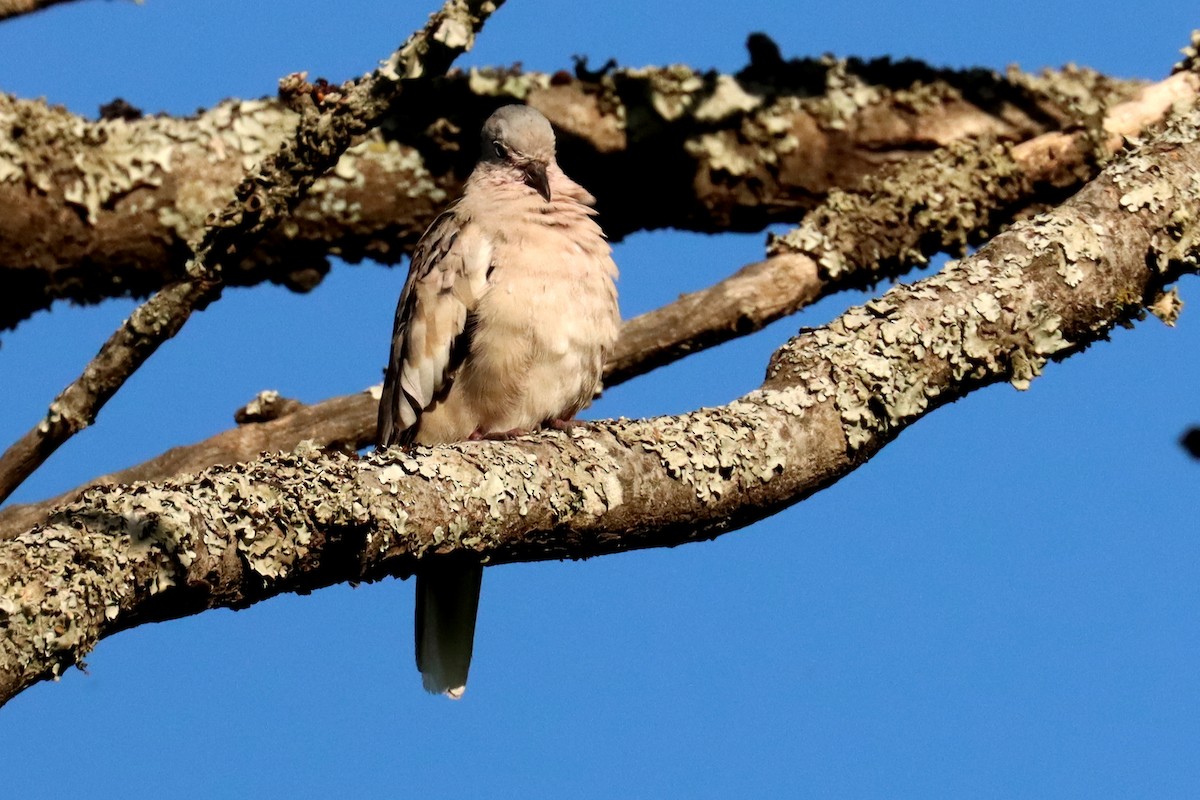 Picui Ground Dove - ML646995458