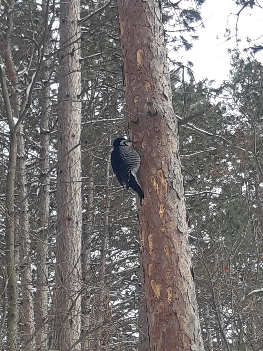 svartryggspett - ML646995459