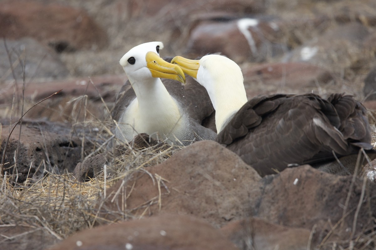 Waved Albatross - ML646995460
