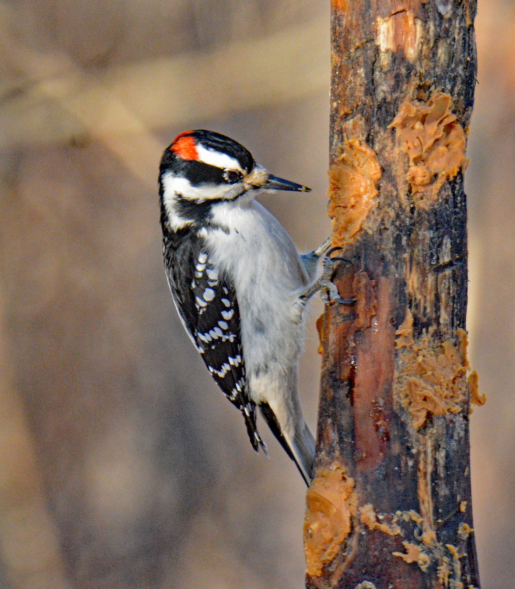 Пушистый дятел (pubescens/medianus) - ML646995462