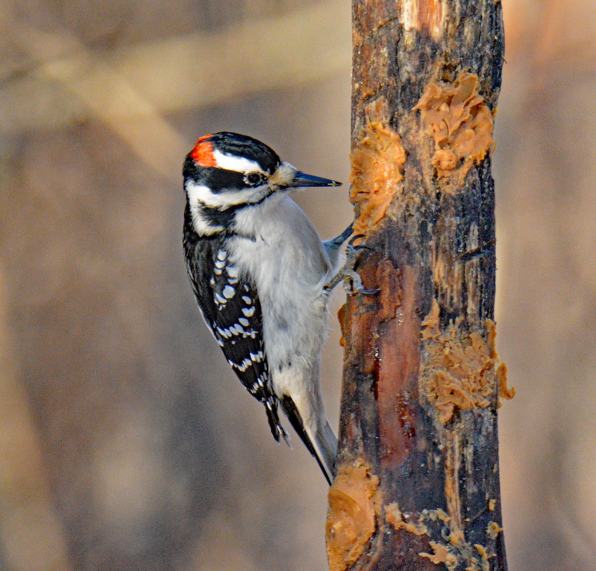 Пушистый дятел (pubescens/medianus) - ML646995465