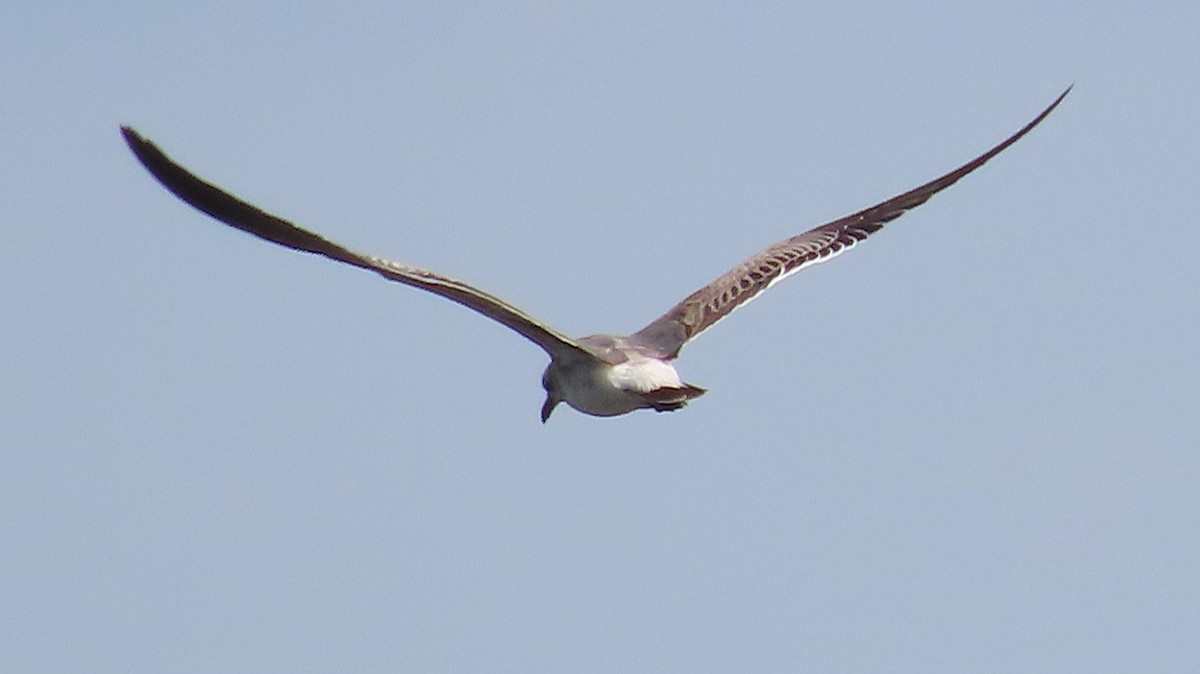 Antxeta mokogorri amerikarra - ML646995467