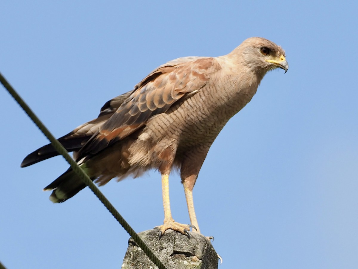 Канюк-крабоїд рудий - ML646995472