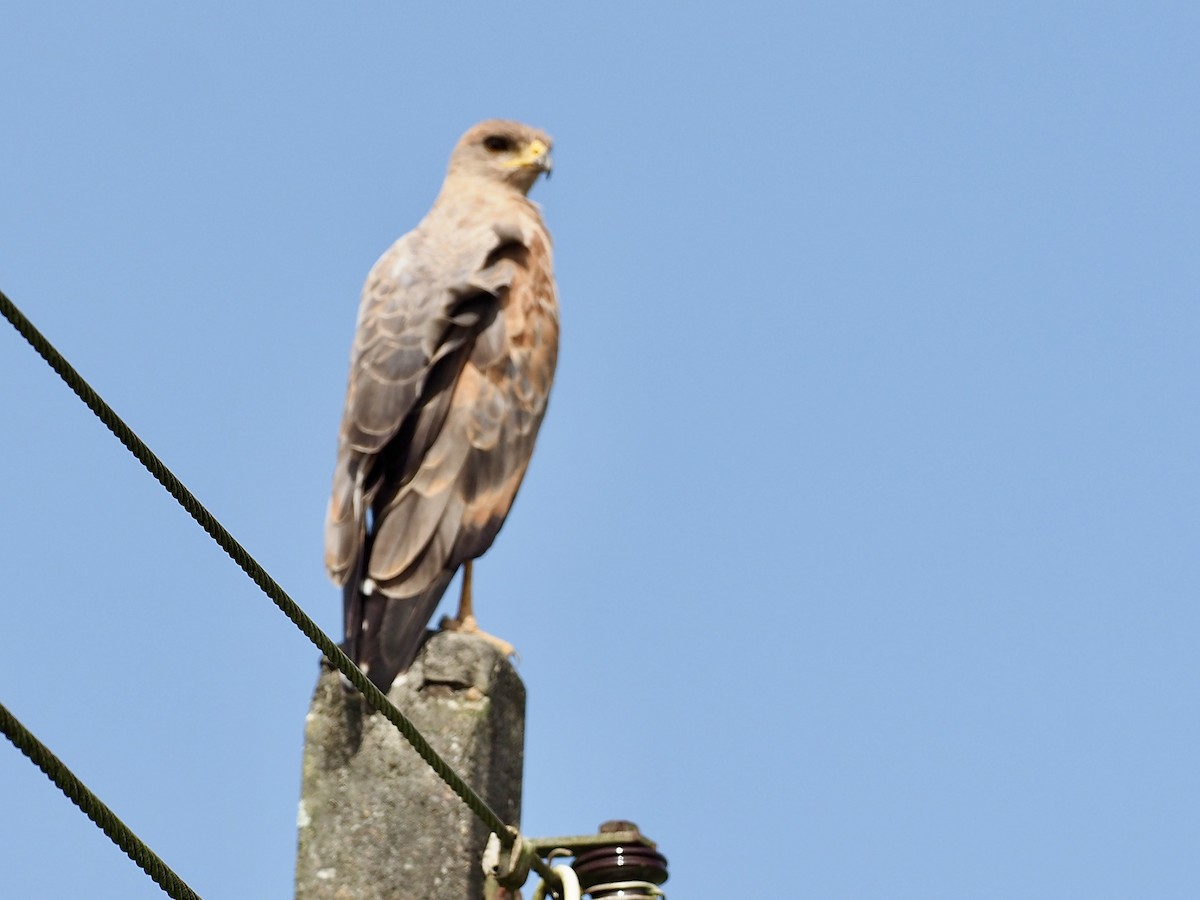 Канюк-крабоїд рудий - ML646995473