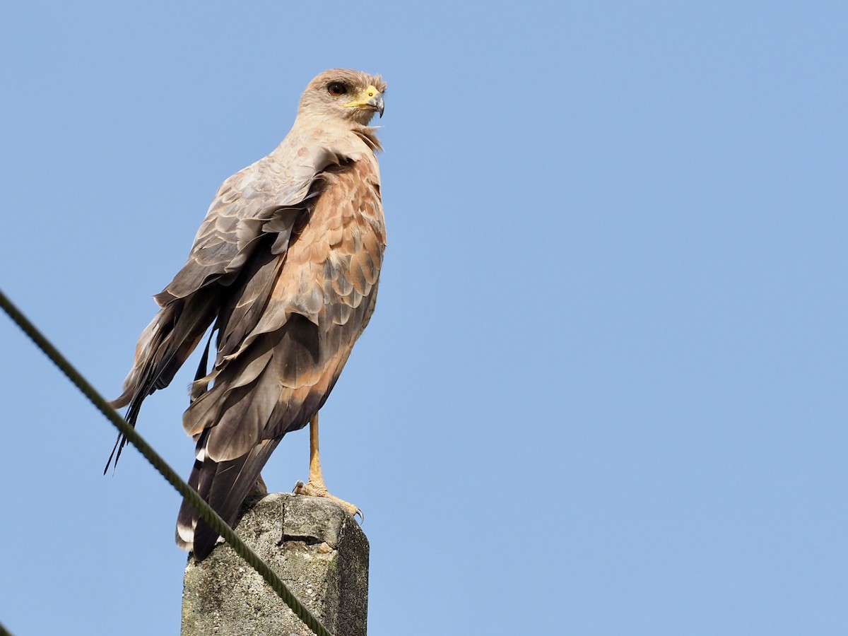 Канюк-крабоїд рудий - ML646995474