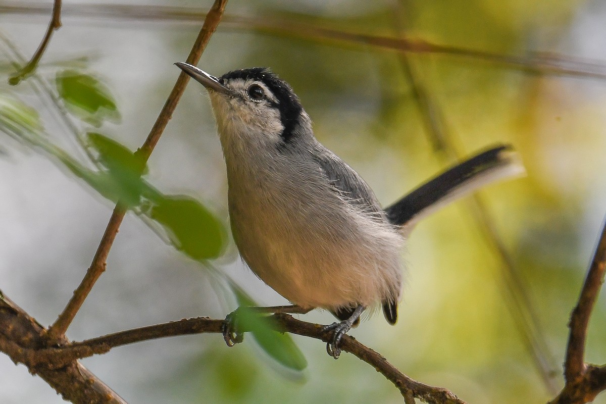 White-browed Gnatcatcher - ML646995475