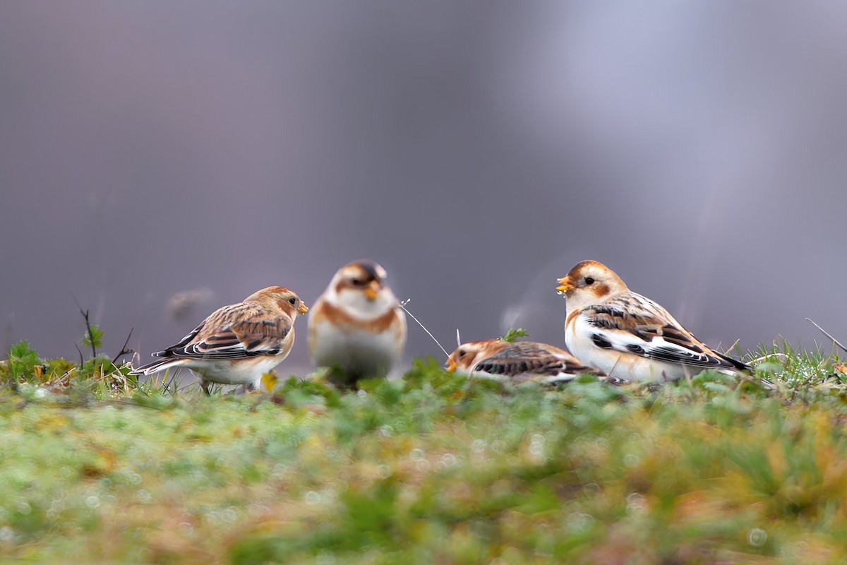 Snow Bunting - ML646995476