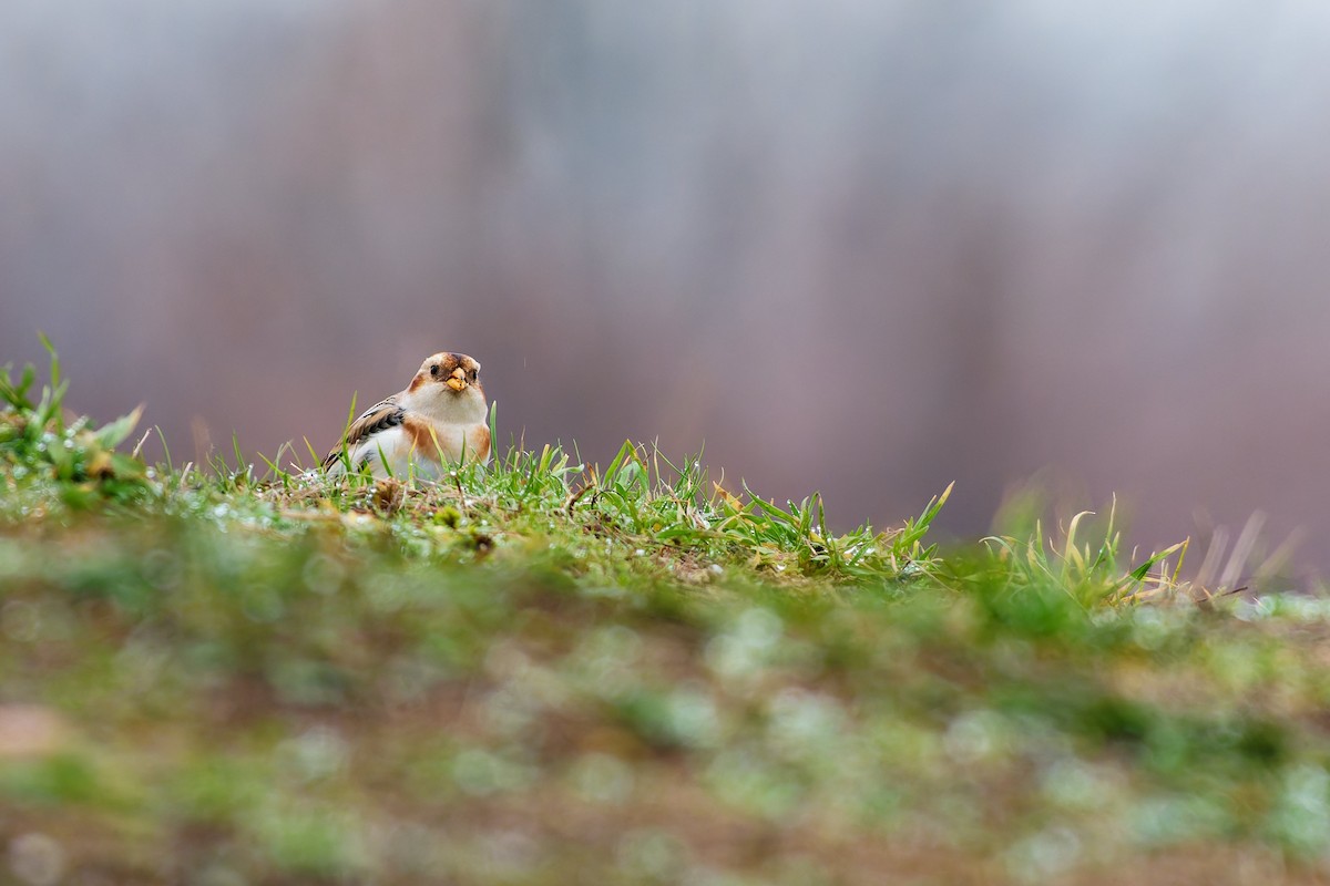 Snow Bunting - ML646995478