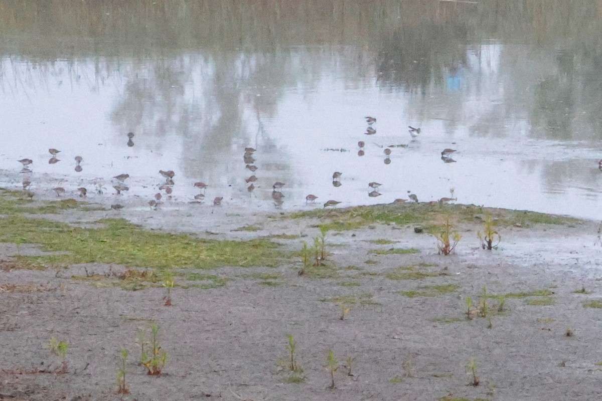 חופית מערבית - ML646995482