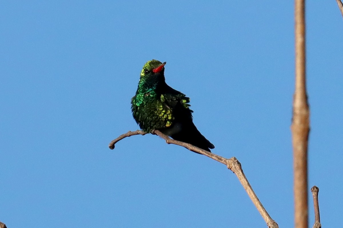 glansbuksmaragd - ML646995484