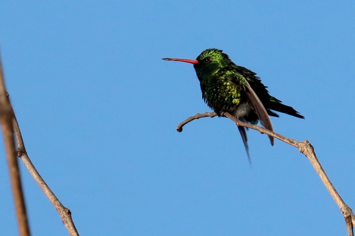 glansbuksmaragd - ML646995485