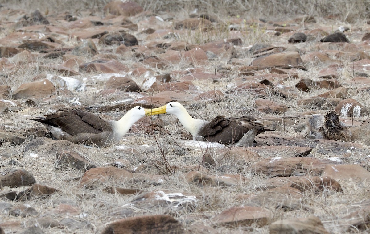 Waved Albatross - ML646995492