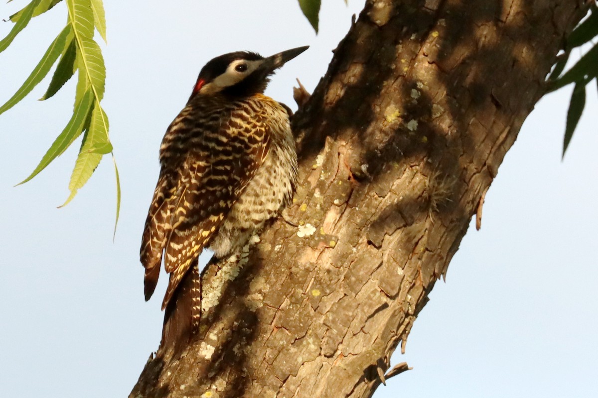 Green-barred Woodpecker - ML646995493