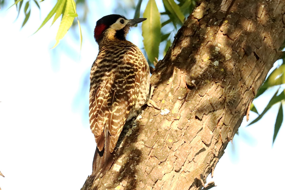 Green-barred Woodpecker - ML646995494