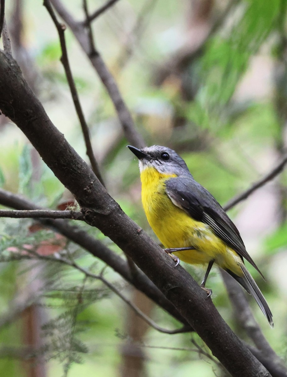 Королець жовтий - ML646995496