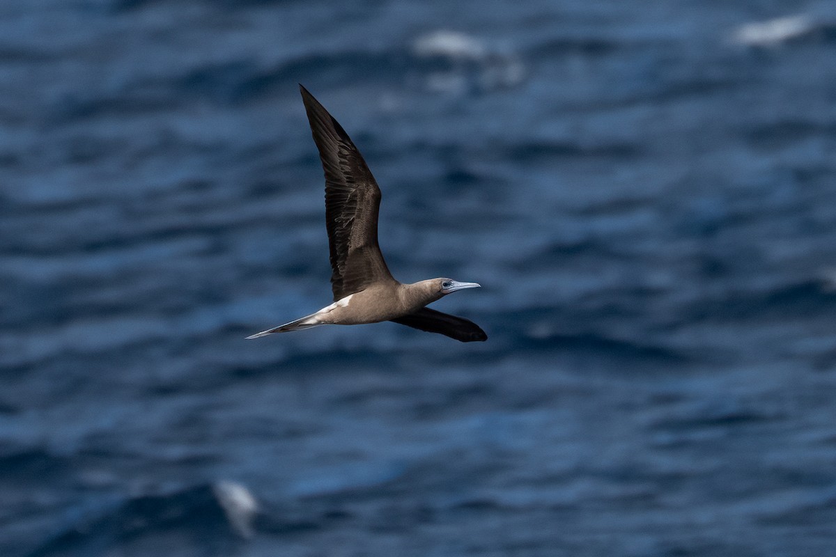 Fou à pieds rouges - ML646995498
