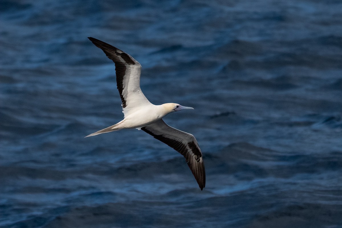 Fou à pieds rouges - ML646995499