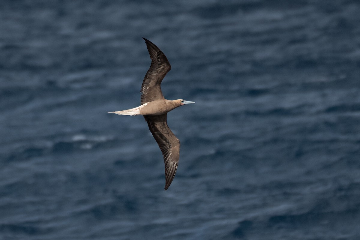 Fou à pieds rouges - ML646995500