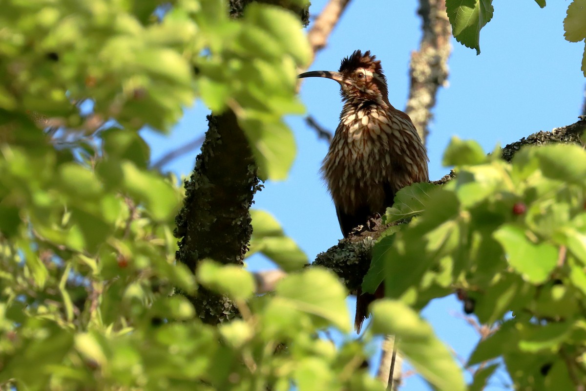 Дереволаз-шабледзьоб - ML646995507