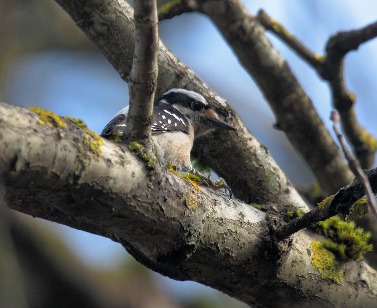 Pico Pubescente - ML646995510