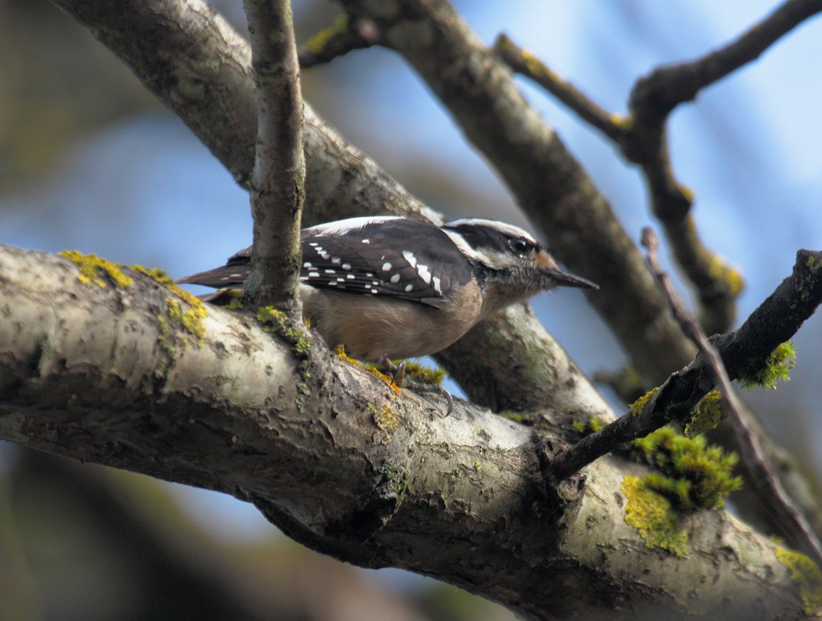 Pico Pubescente - ML646995511