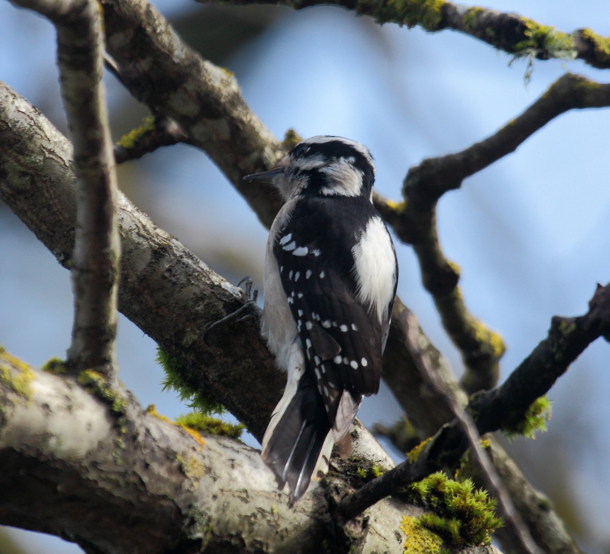 Pico Pubescente - ML646995512