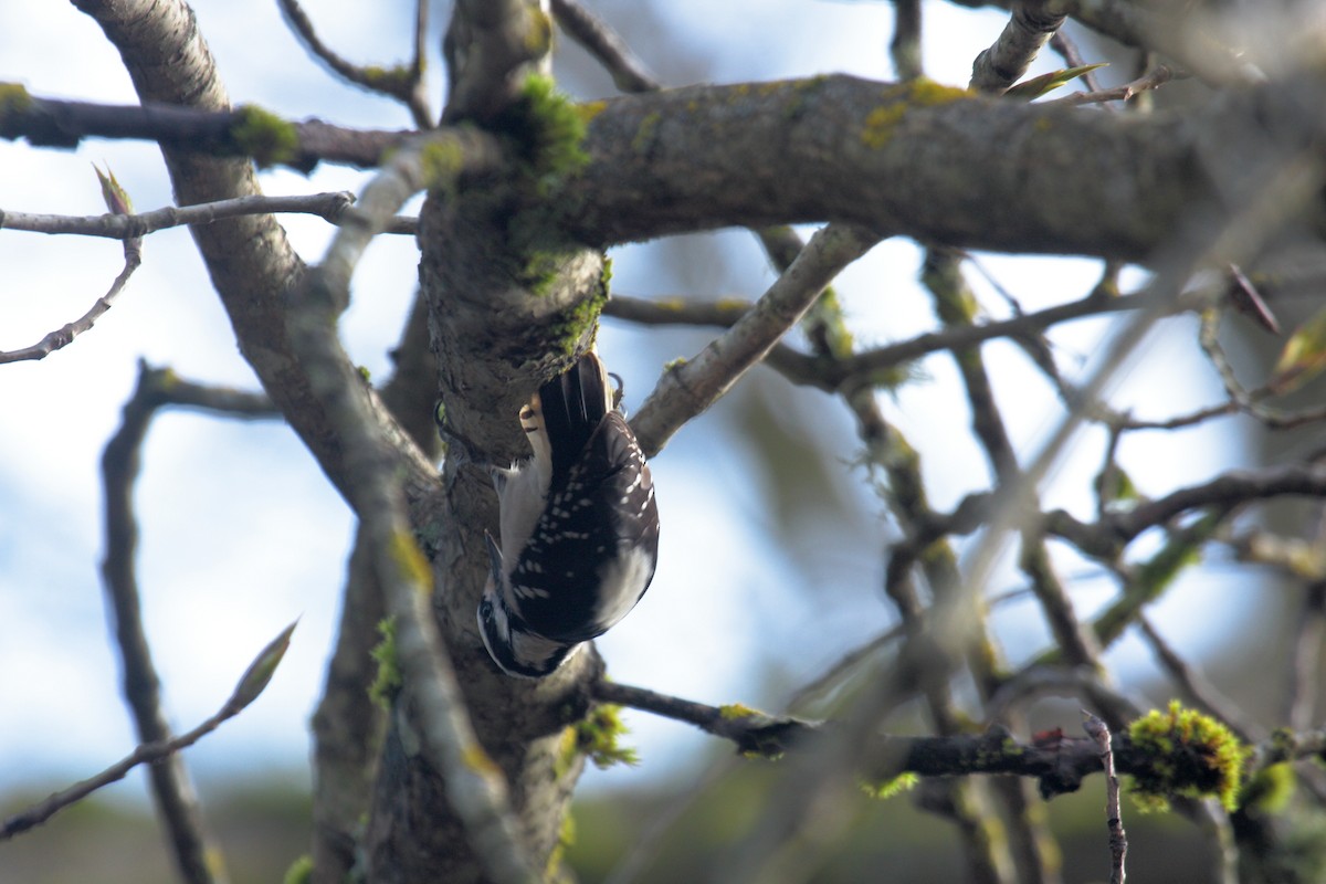 Pico Pubescente - ML646995513