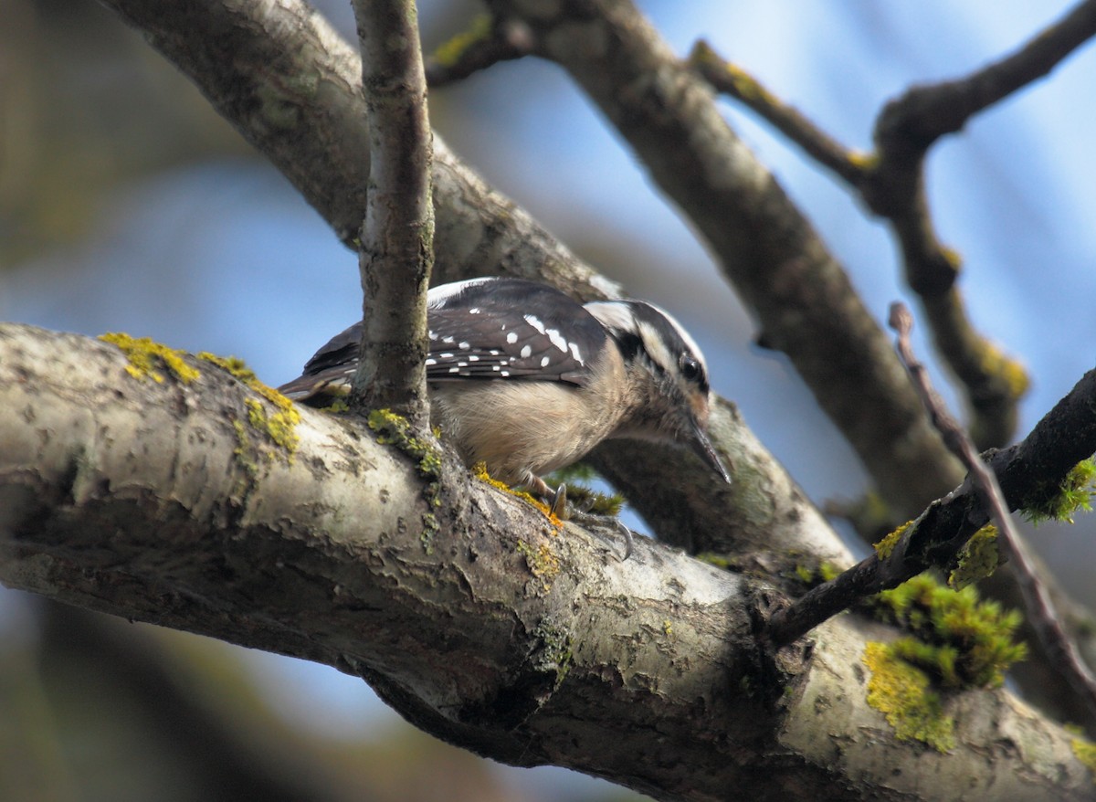 Pico Pubescente - ML646995514