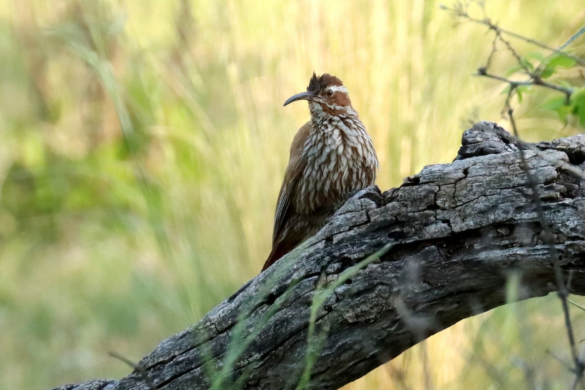 Дереволаз-шабледзьоб - ML646995515