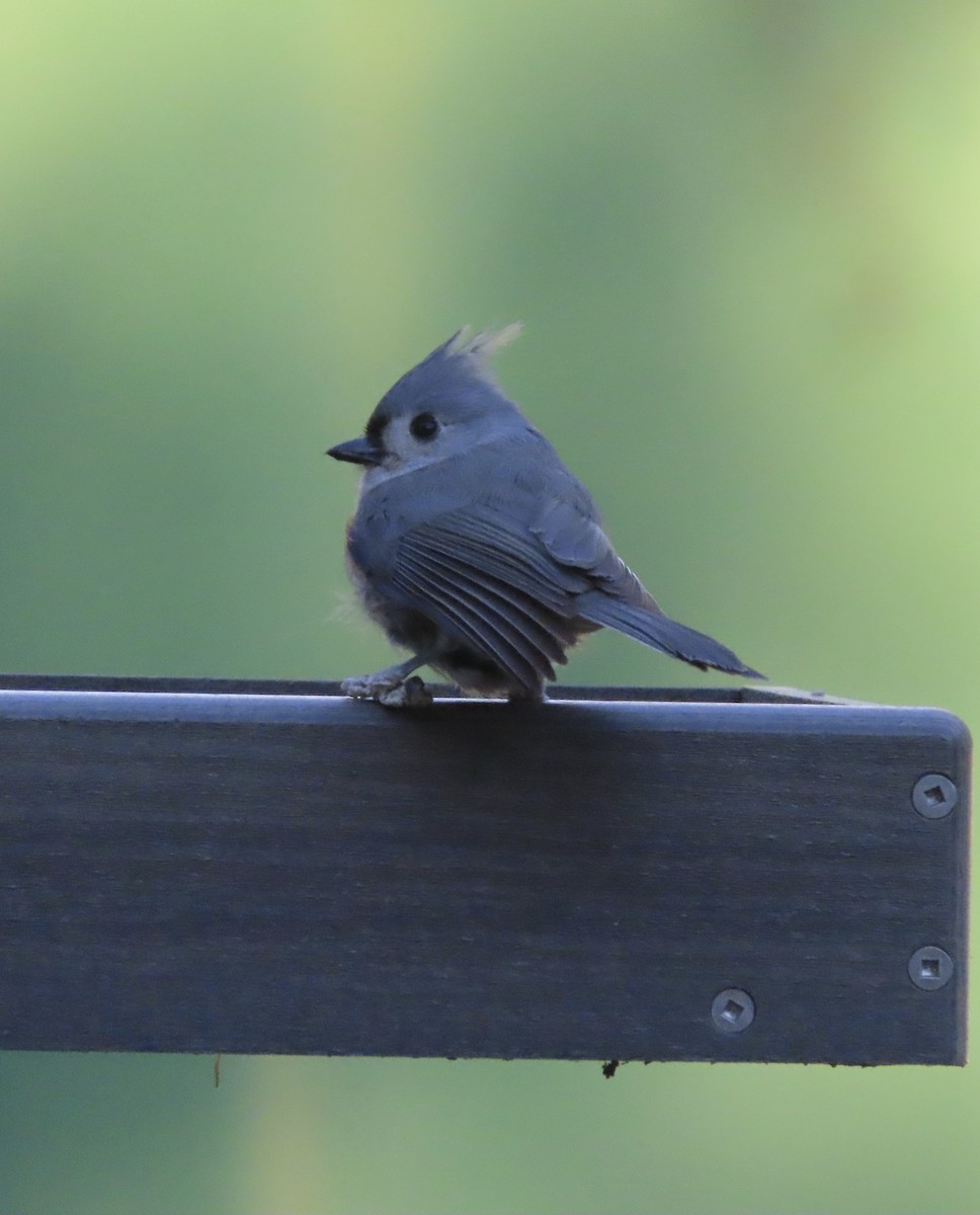 gråduskmeis - ML646995516