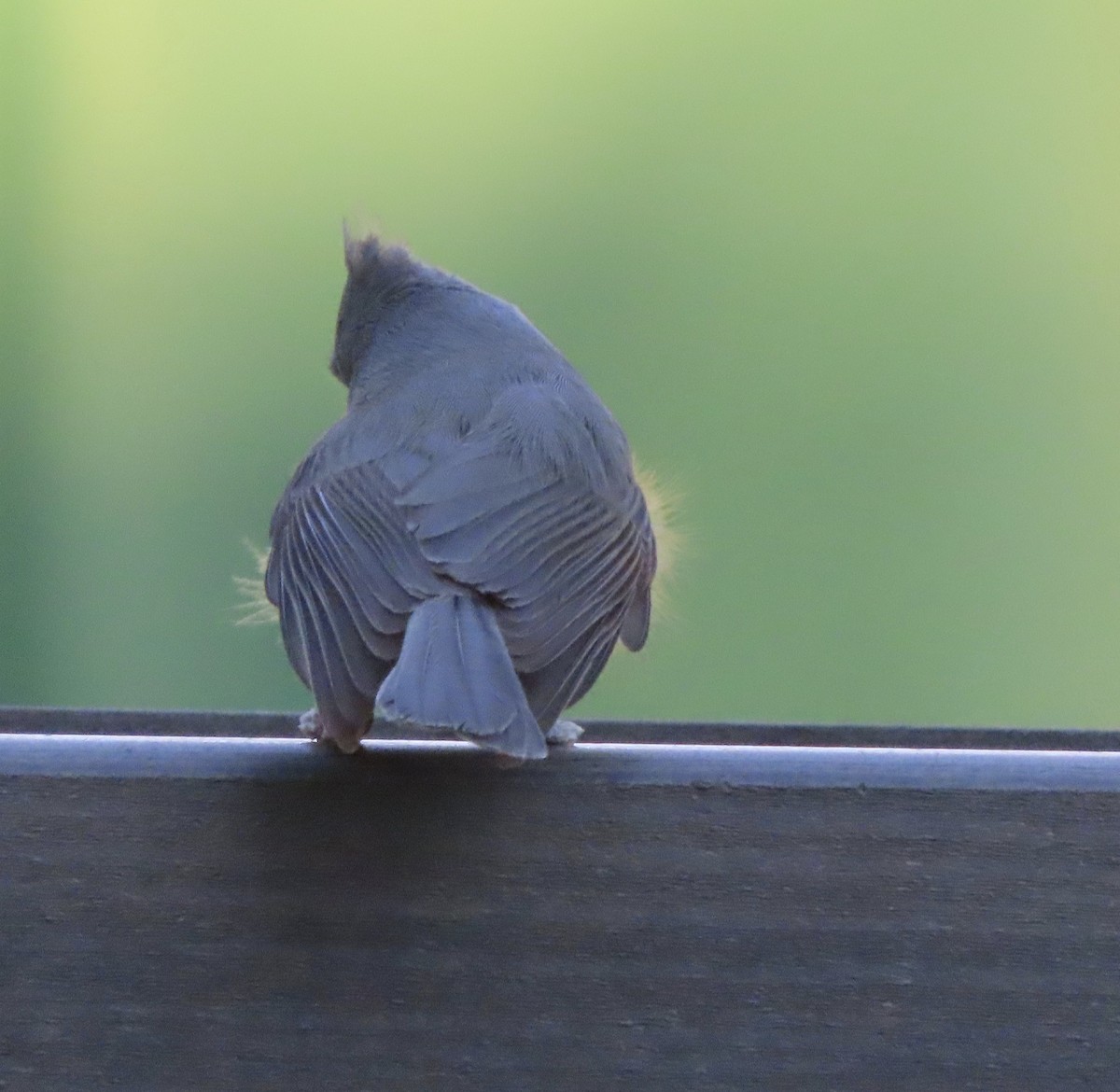 gråduskmeis - ML646995517