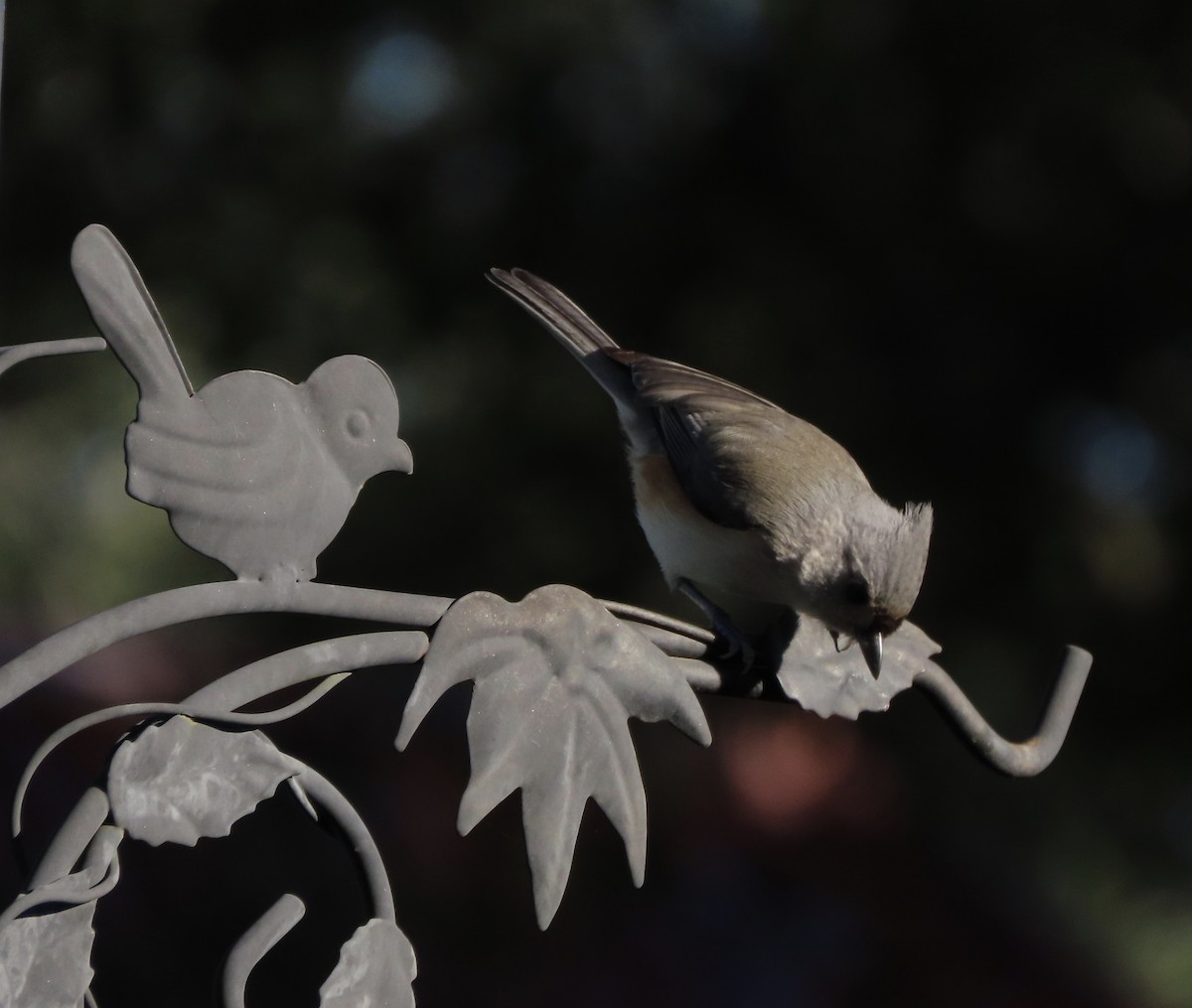 gråduskmeis - ML646995518