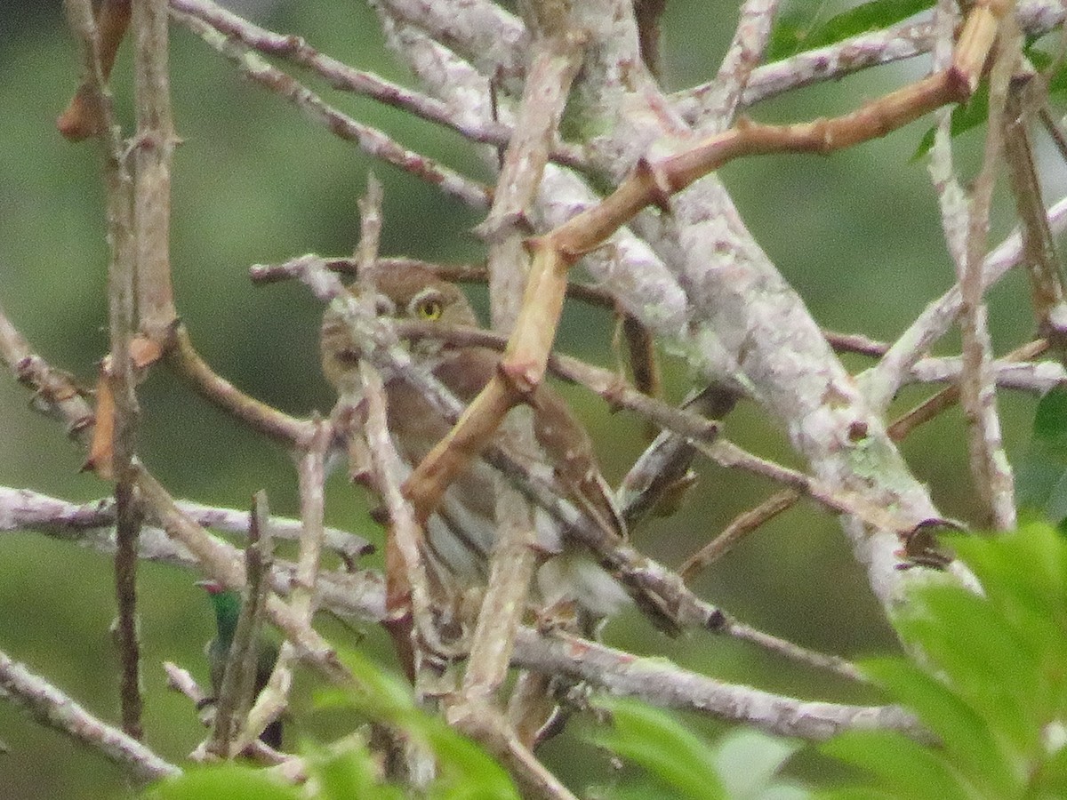 Ferruginous Pygmy-Owl - ML646995519