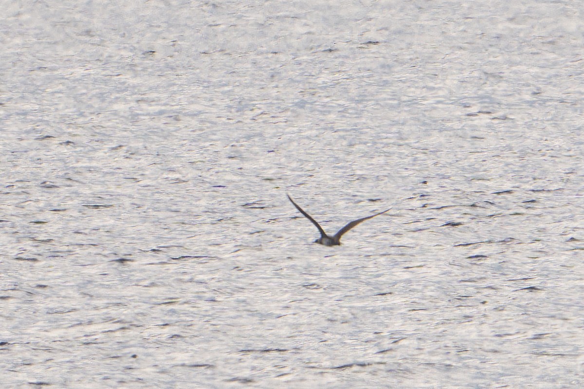 Weißgesicht-Sturmtaucher - ML646995521