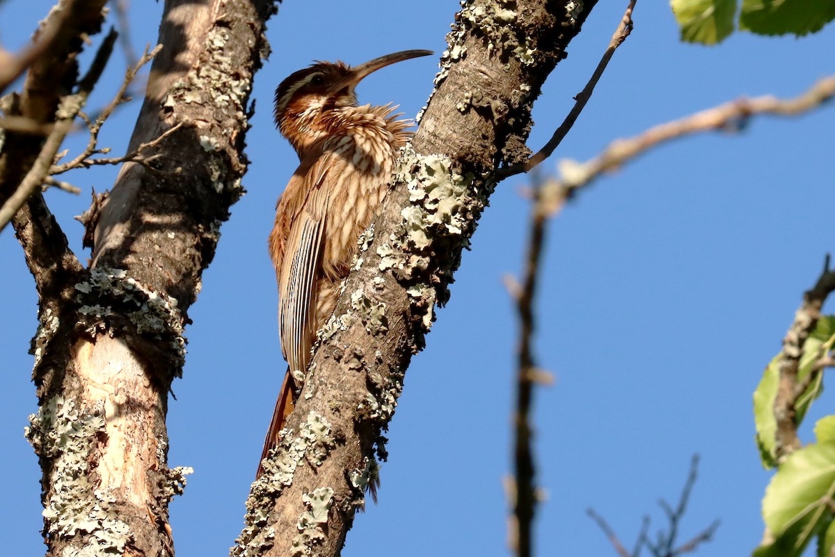Дереволаз-шабледзьоб - ML646995524