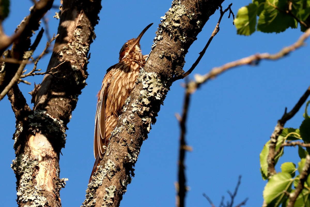 Дереволаз-шабледзьоб - ML646995525