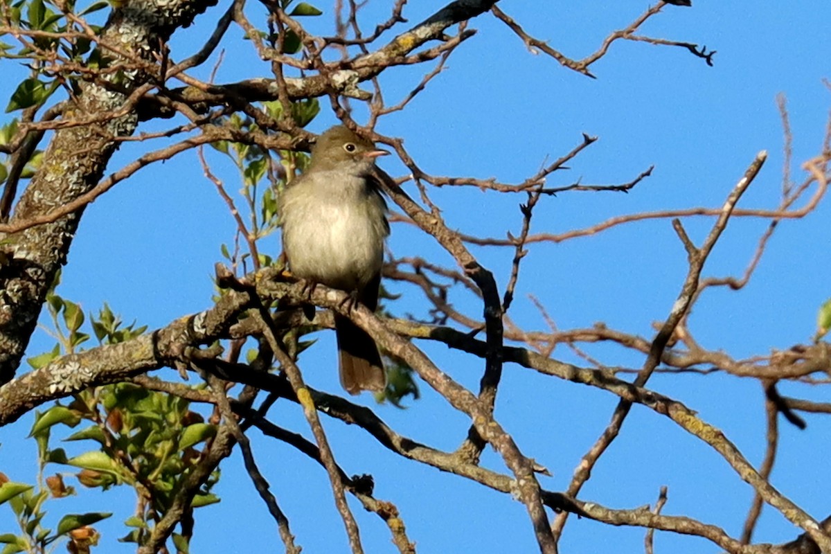 Еленія короткодзьоба - ML646995533