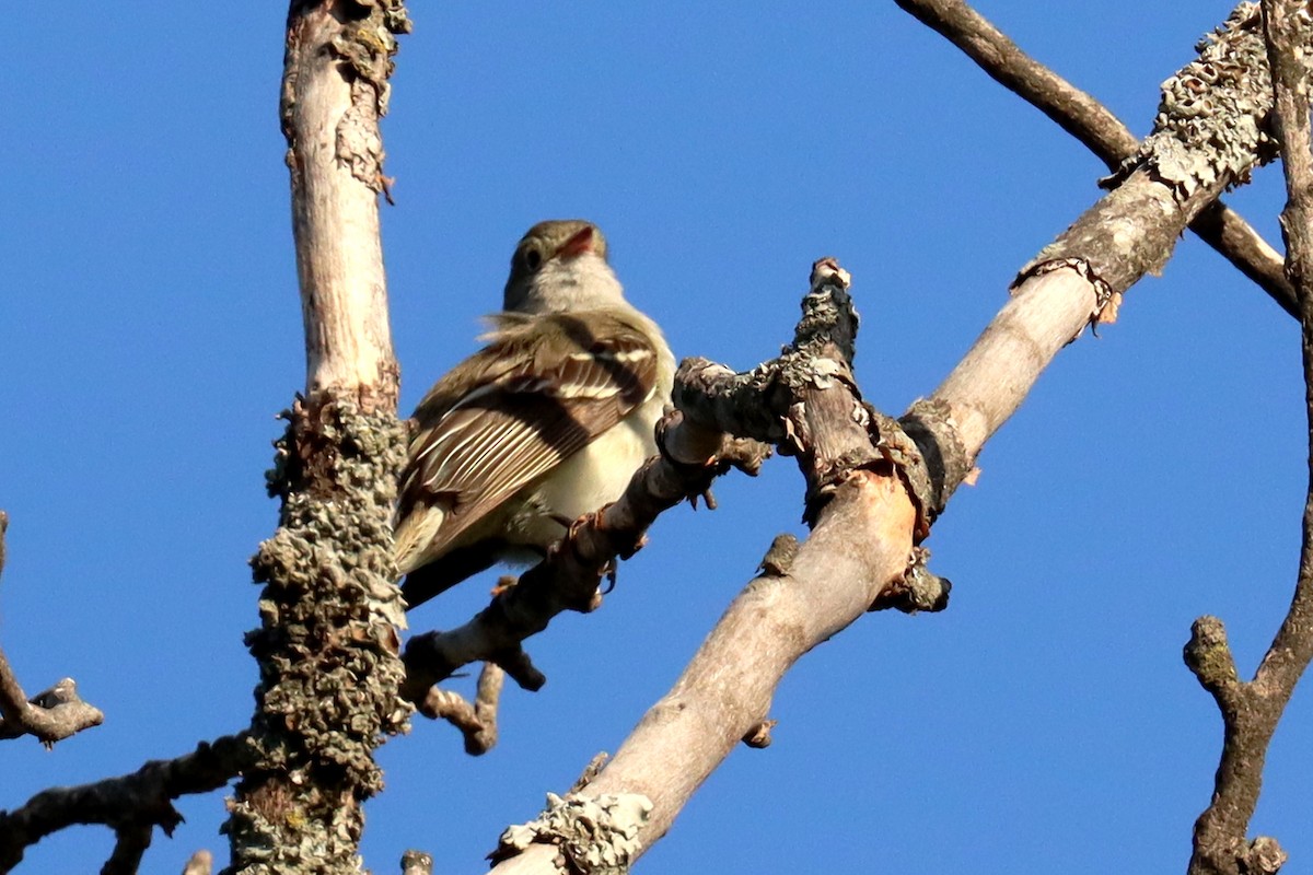Еленія короткодзьоба - ML646995534