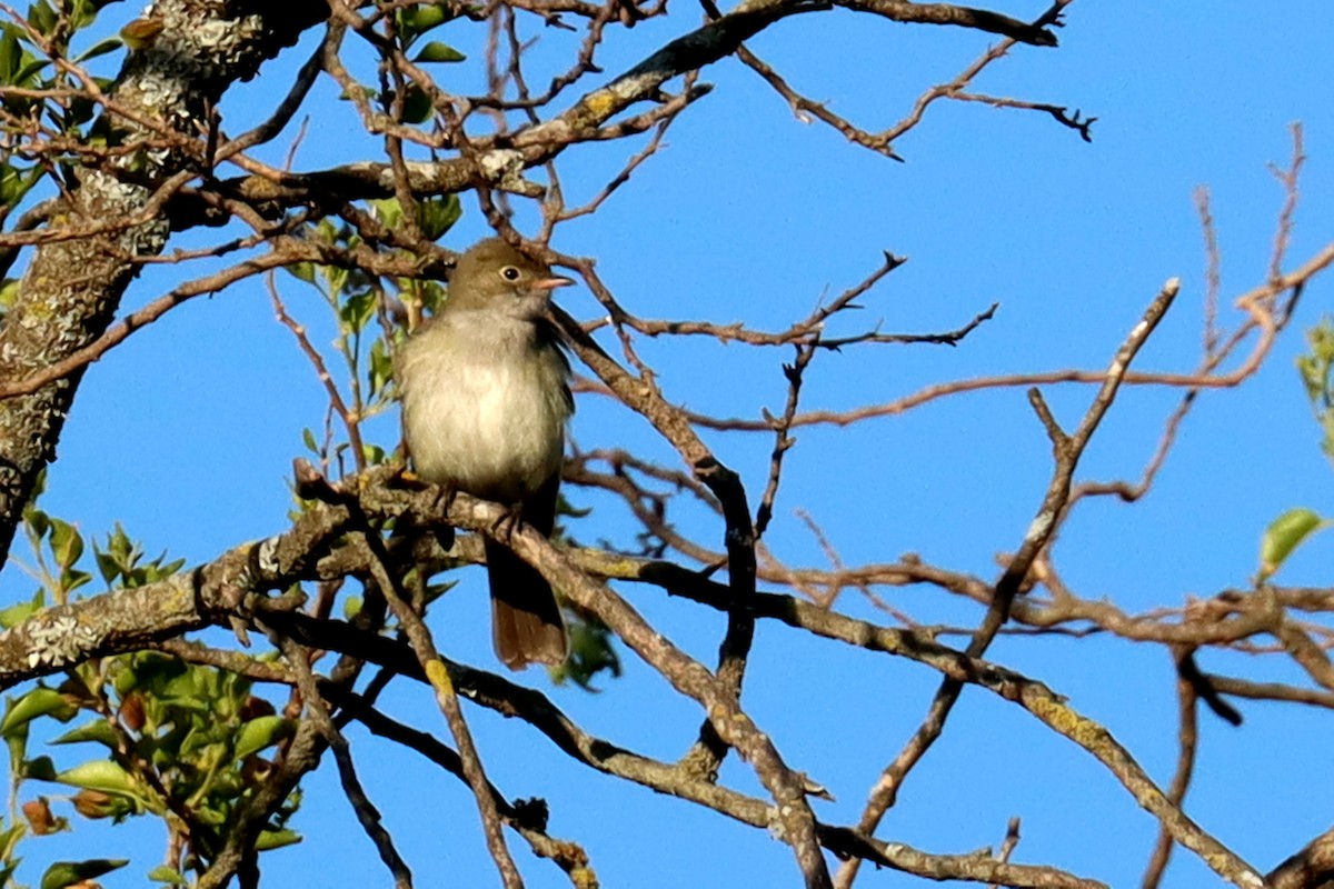 Еленія короткодзьоба - ML646995536