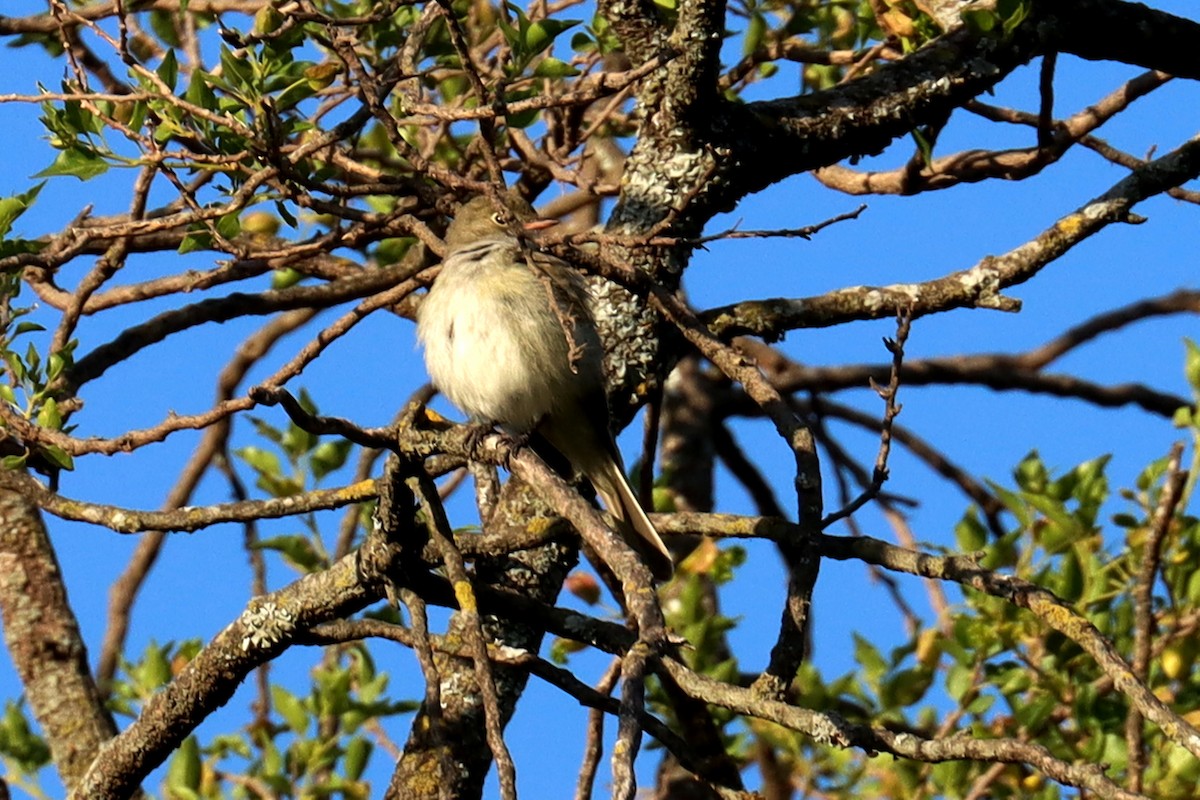 Еленія короткодзьоба - ML646995537