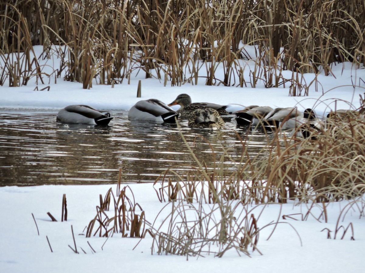 Yeşilbaş - ML646995538