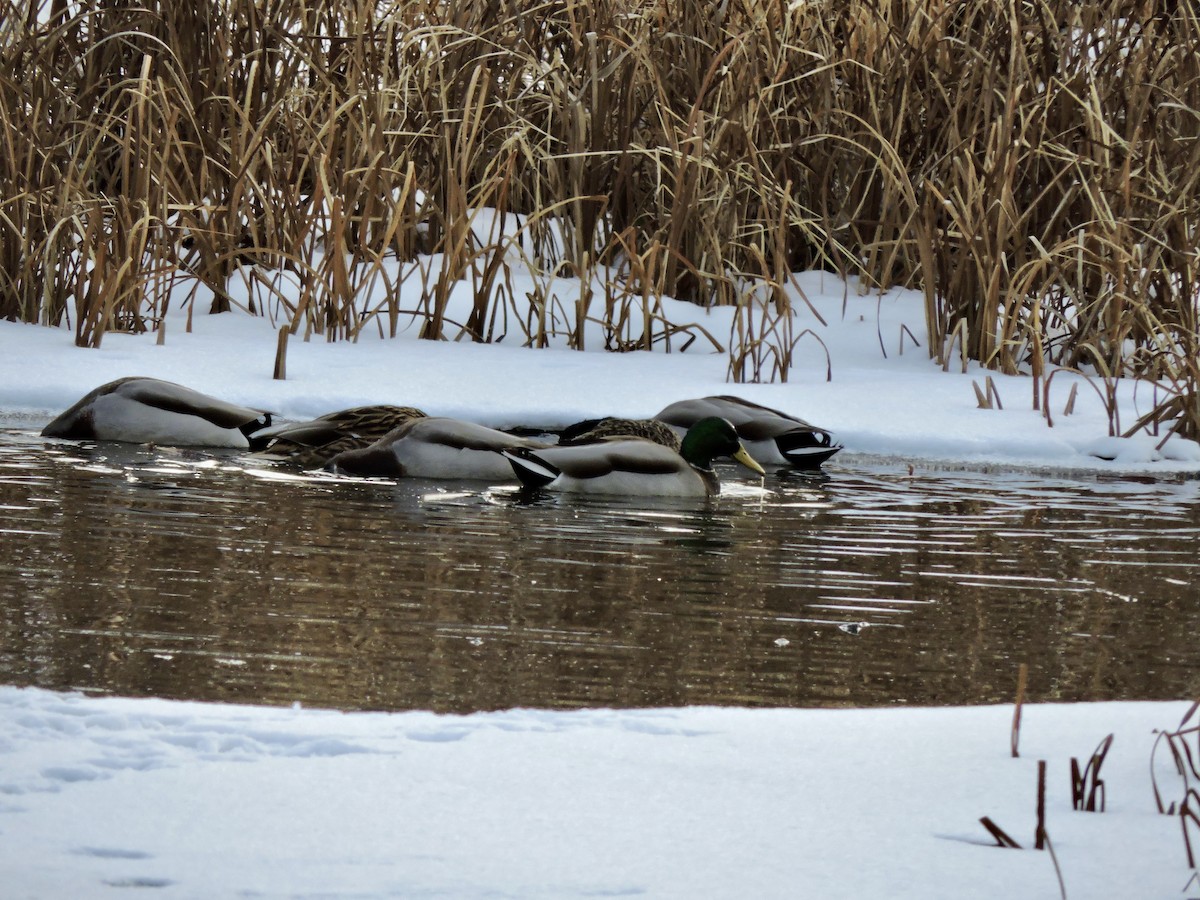 Yeşilbaş - ML646995539