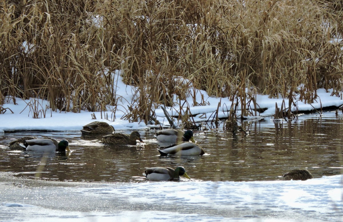 Yeşilbaş - ML646995540