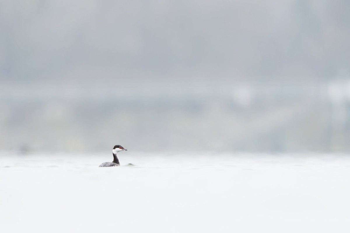 Txilinporta urrebelarria - ML646995541