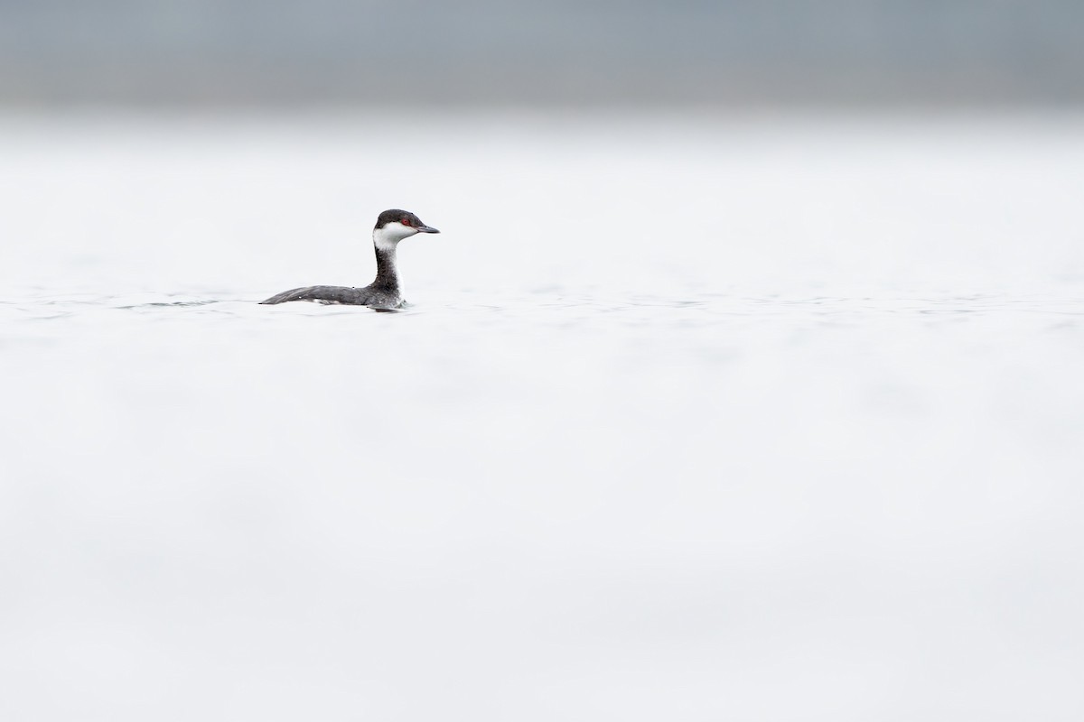 Txilinporta urrebelarria - ML646995542