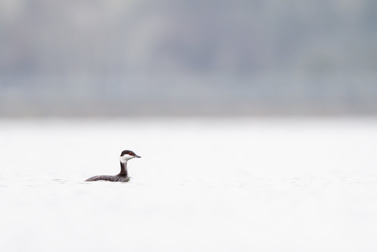 Txilinporta urrebelarria - ML646995543